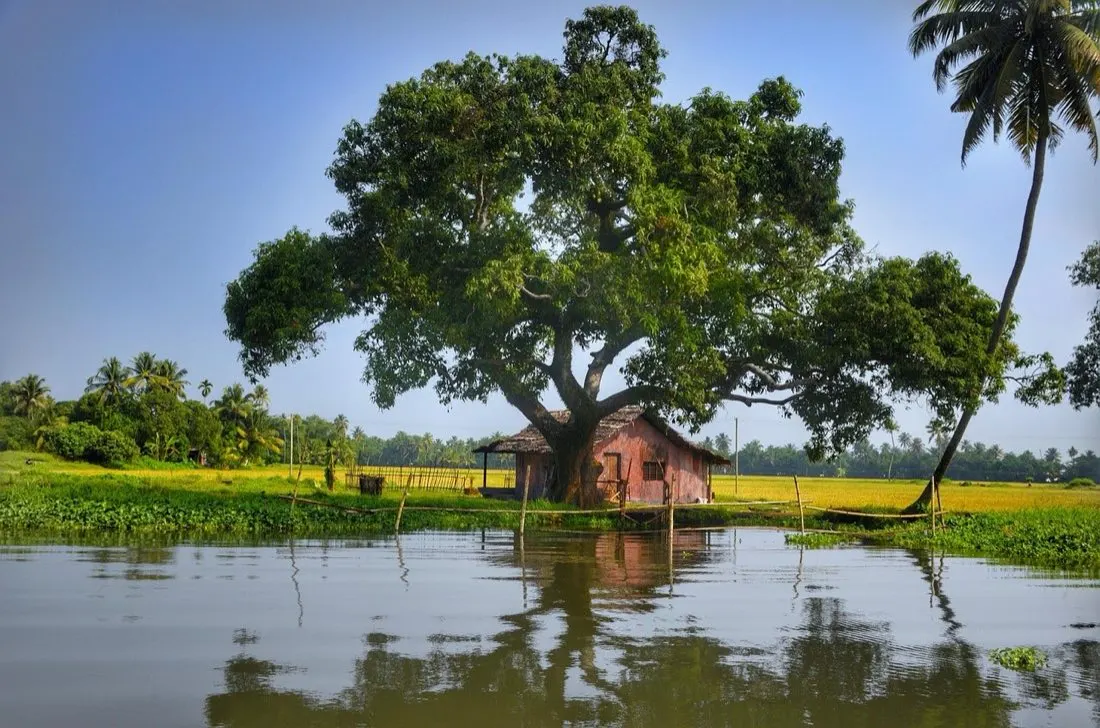 Serene Kerala Backwaters