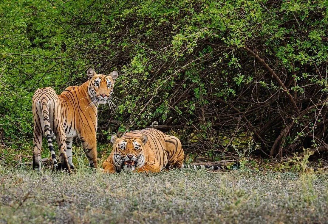 Kanha Tiger Reserve, Madhya Pradesh, Central India